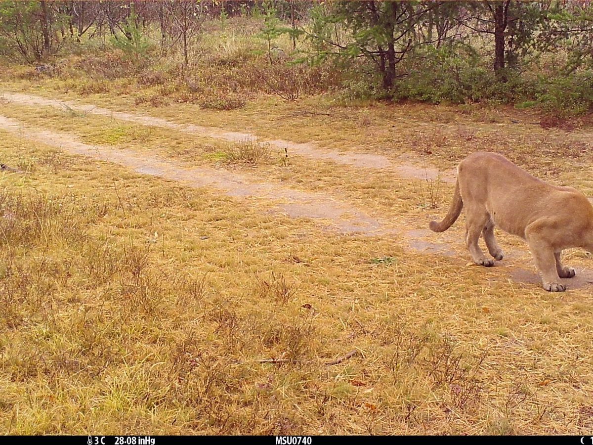 A cougar seen in daytime on a trail cam