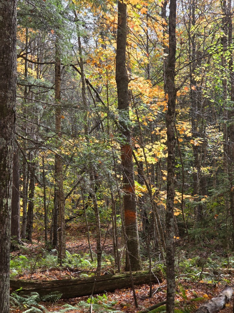 A forest