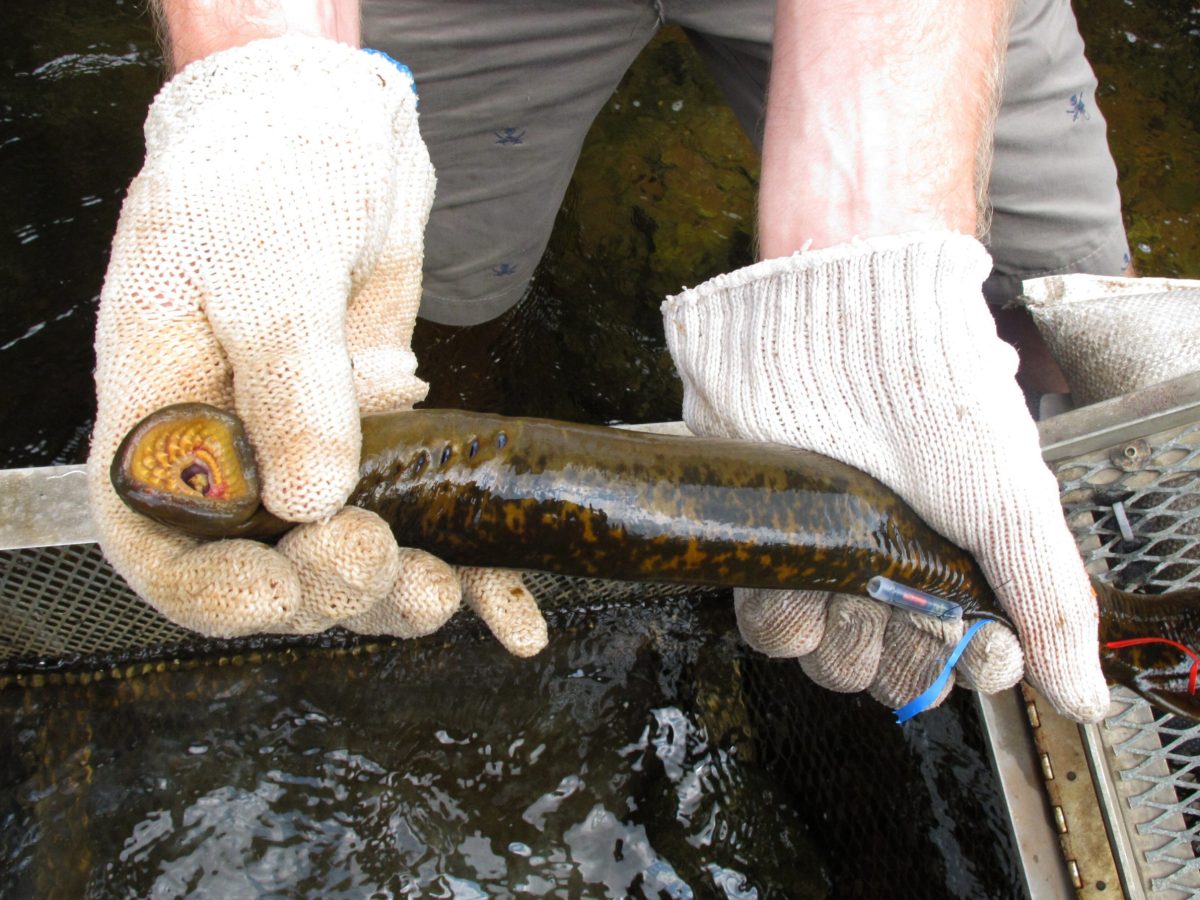 A sea lamprey being held by two white-gloved hands