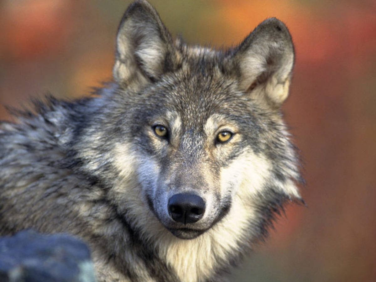 grey wolf