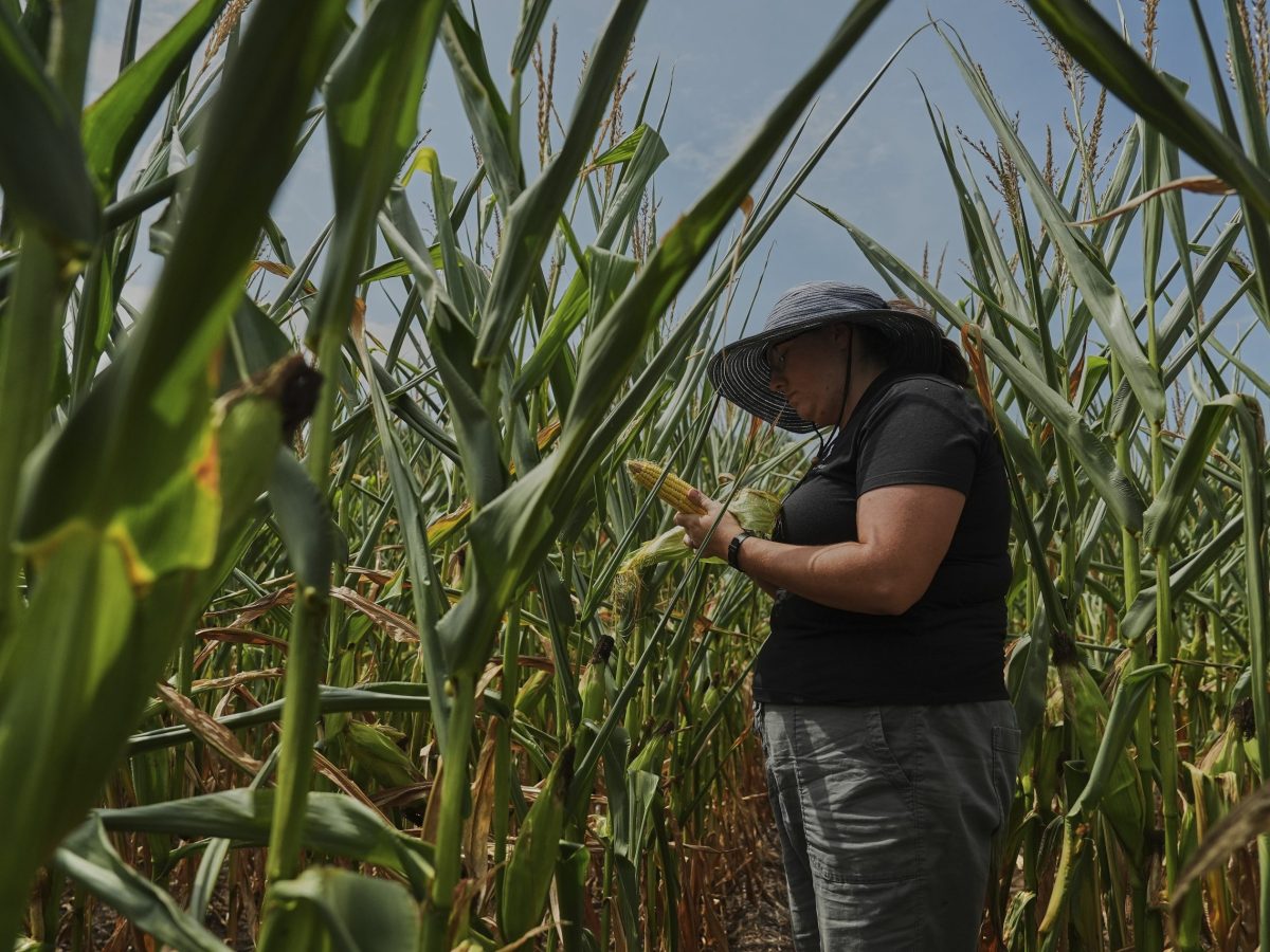 Nicolle Ritchie looks at an ear of corn in a cornfield.