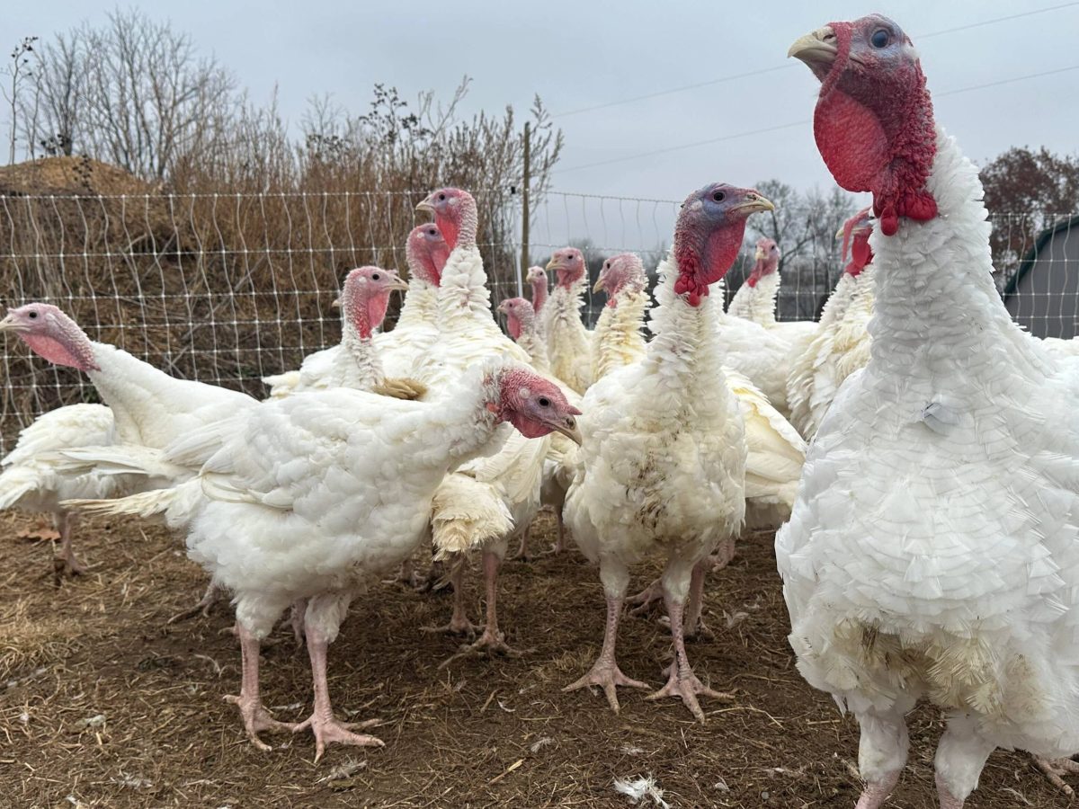 Live turkeys standing around on a farm