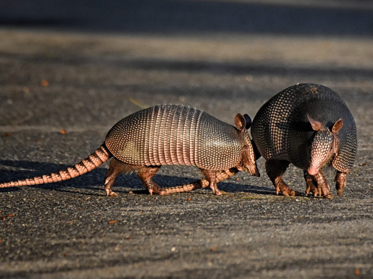 Armadillos on the road