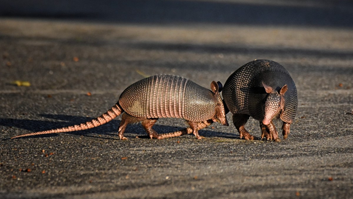 Armadillos on the road