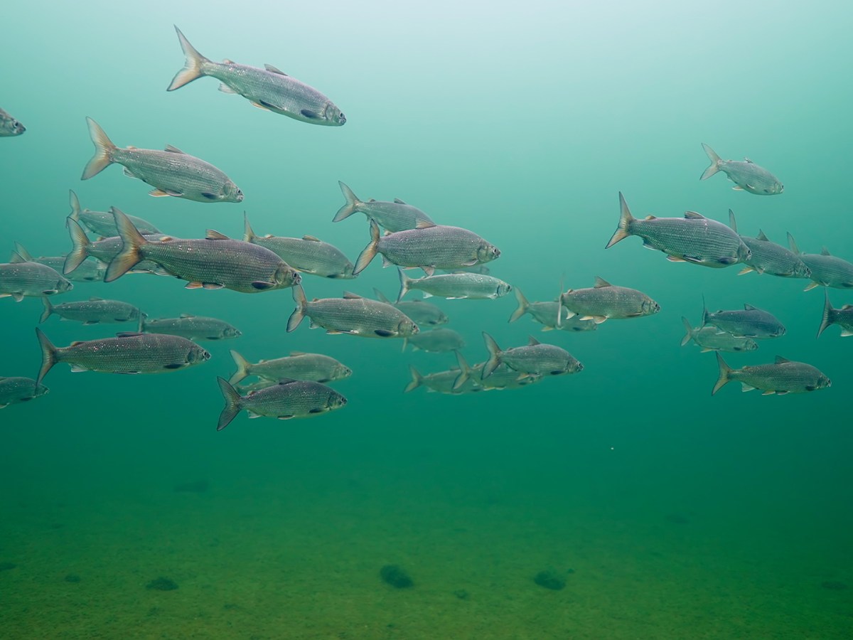 Many adult lake whitefish are swimming in the lake. 