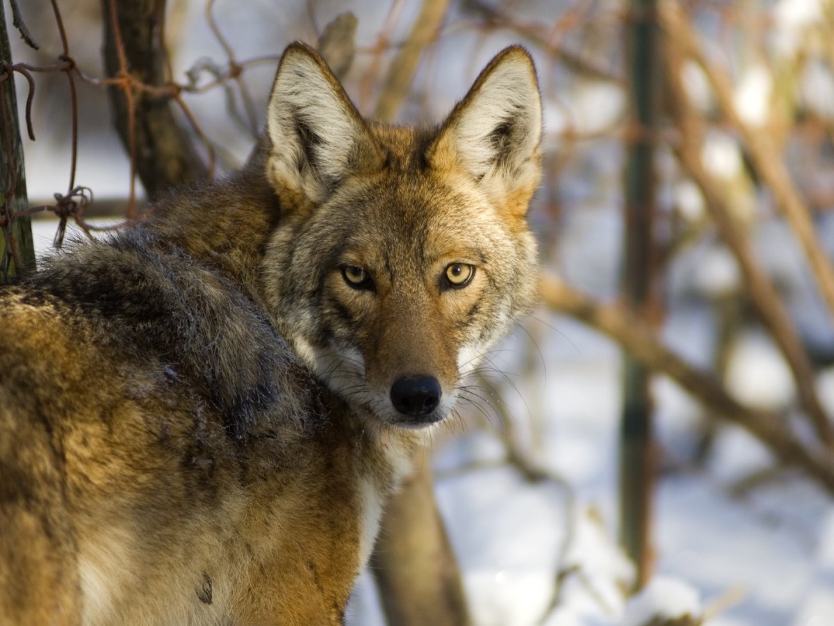 A coyote