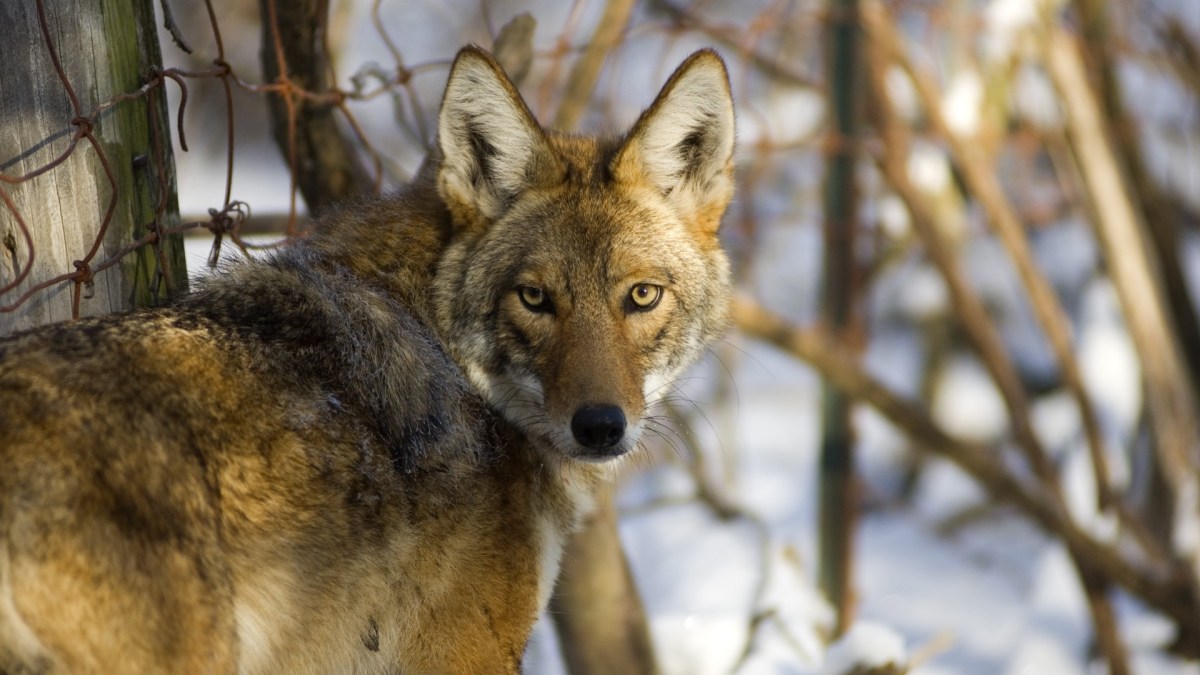 A coyote