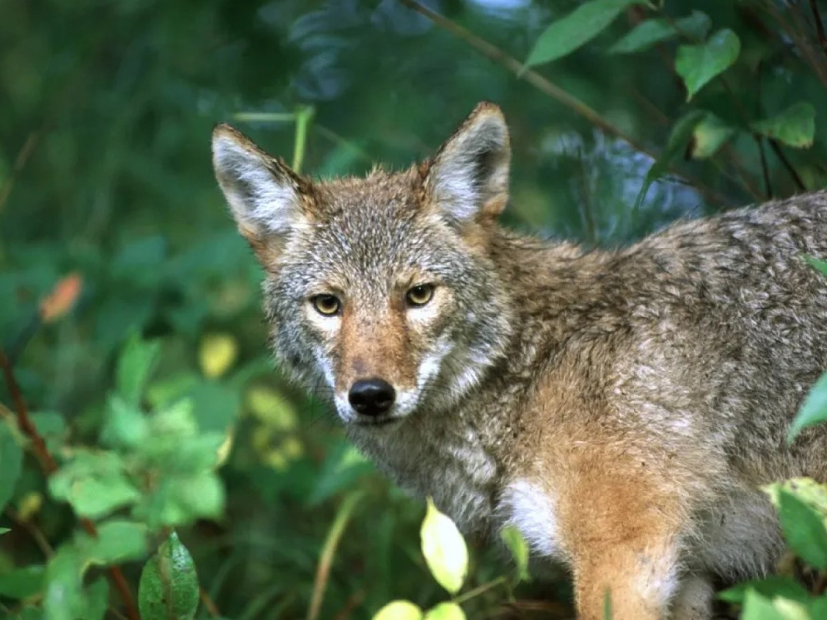 A coyote in the woods