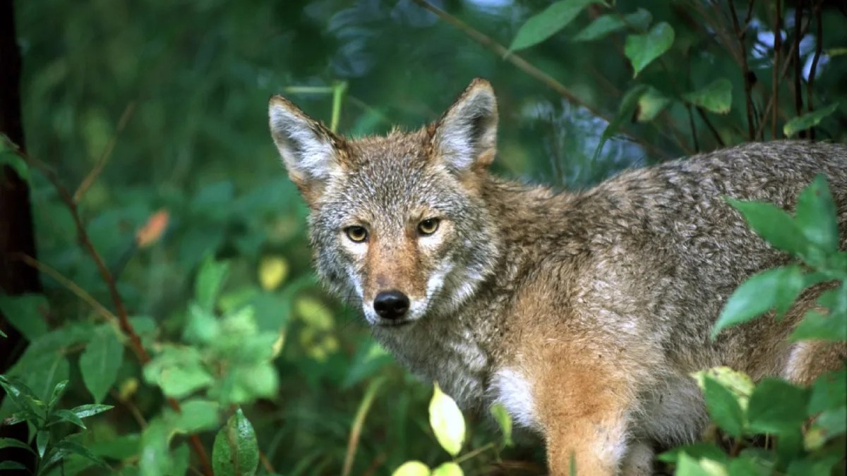 A coyote in the woods