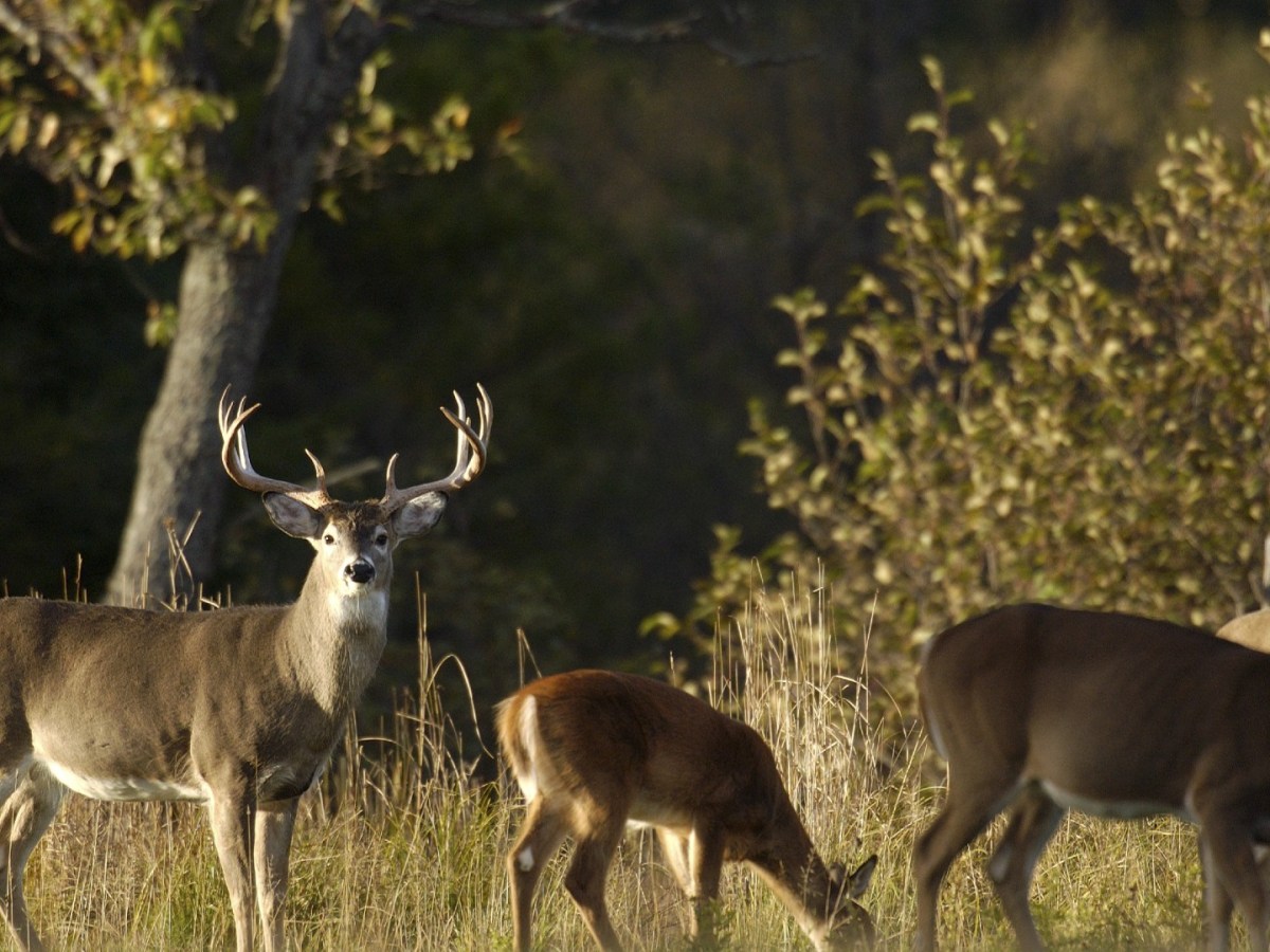 Whitetail deer in a clearing