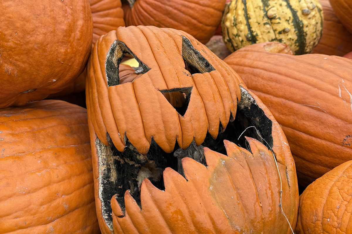 A pile of pumpkins.