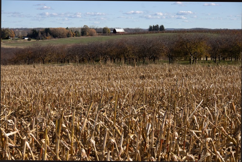Corn field with farms in the background