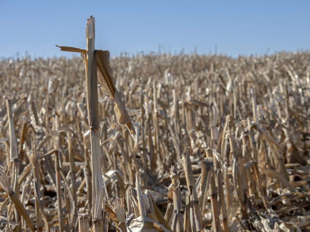 Corn stalk in a corn field