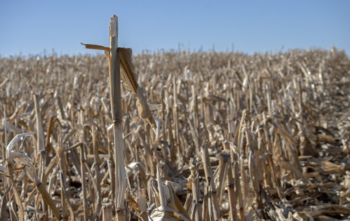 Corn stalk in a corn field