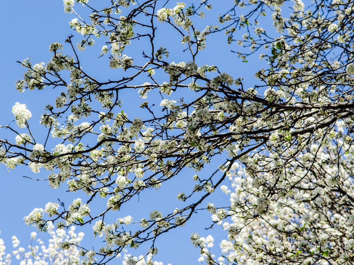 A tree