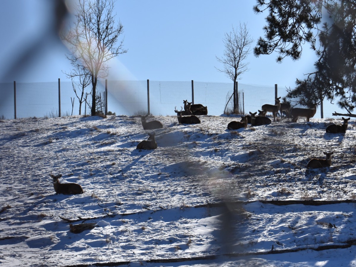 Deer lay in the snow in an enclosure