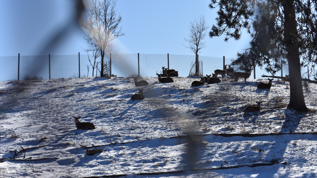 Deer lay in the snow in an enclosure