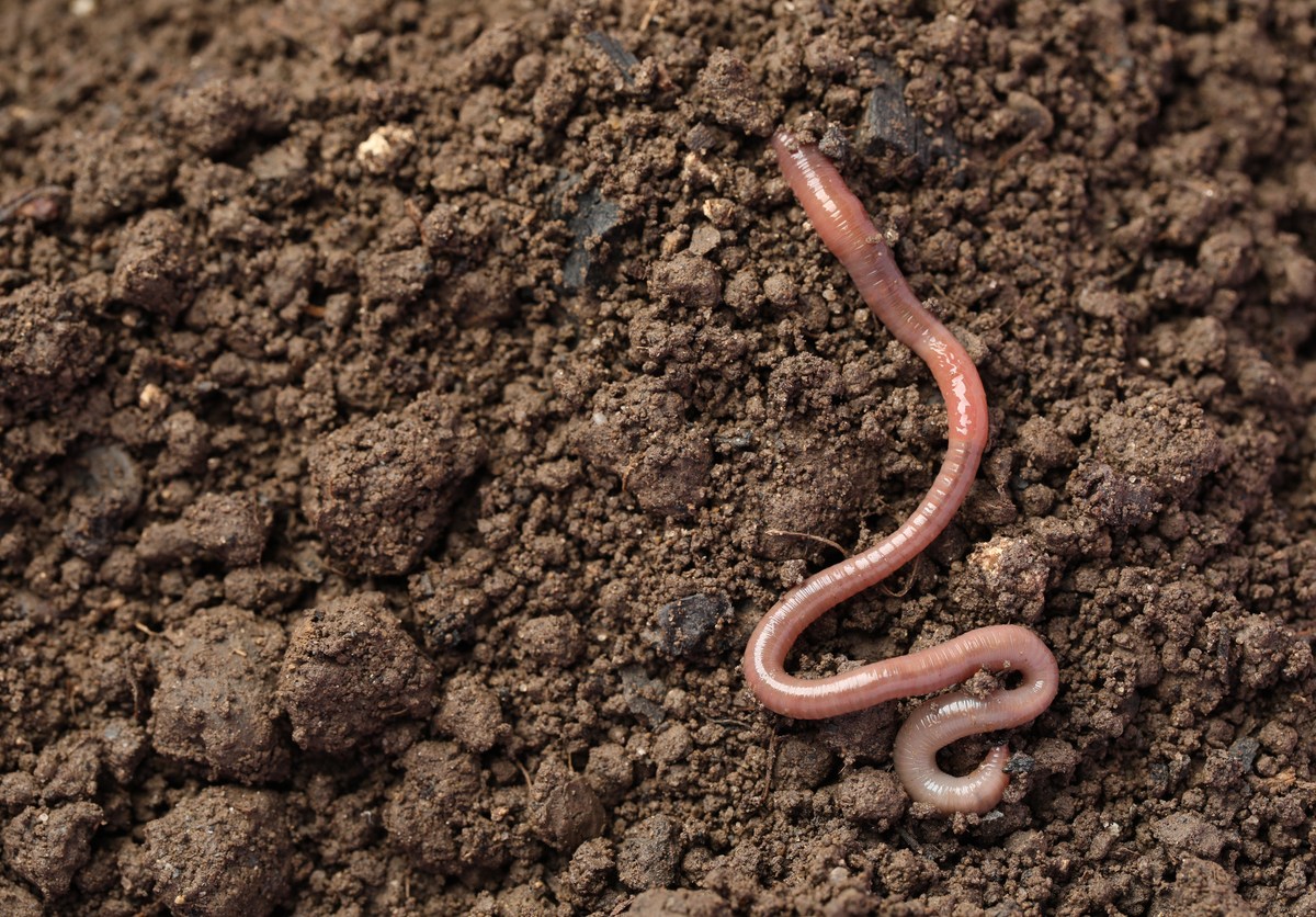 An earthworm in wet soil