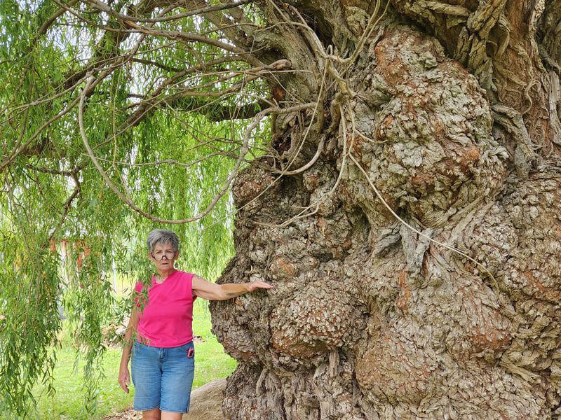 Kathy Briggerman poses with a large weeping willow tree in Shiawassee County.
