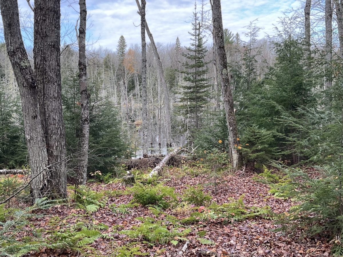 US plans to clear-cut in Michigan forest. Some fear for endangered species