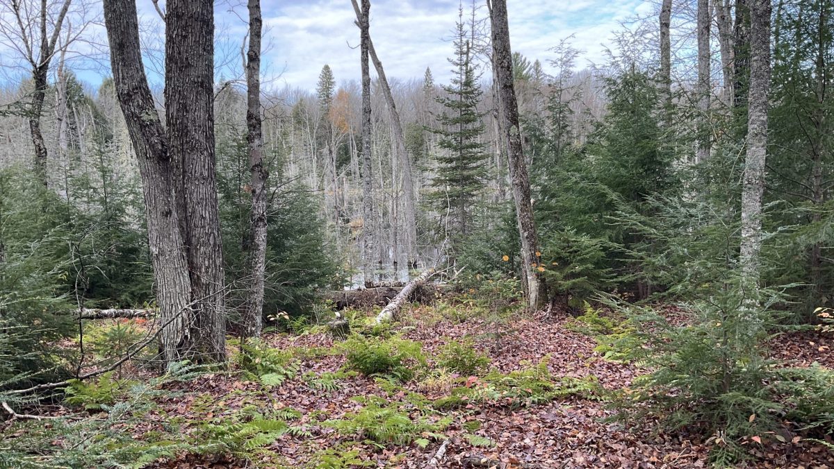 US plans to clear-cut in Michigan forest. Some fear for endangered species