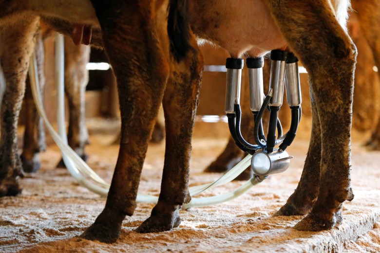 In this Tuesday, March 31, 2015 photo, a dairy cow is milked at the Straw Farm in Newcastle, Maine. 