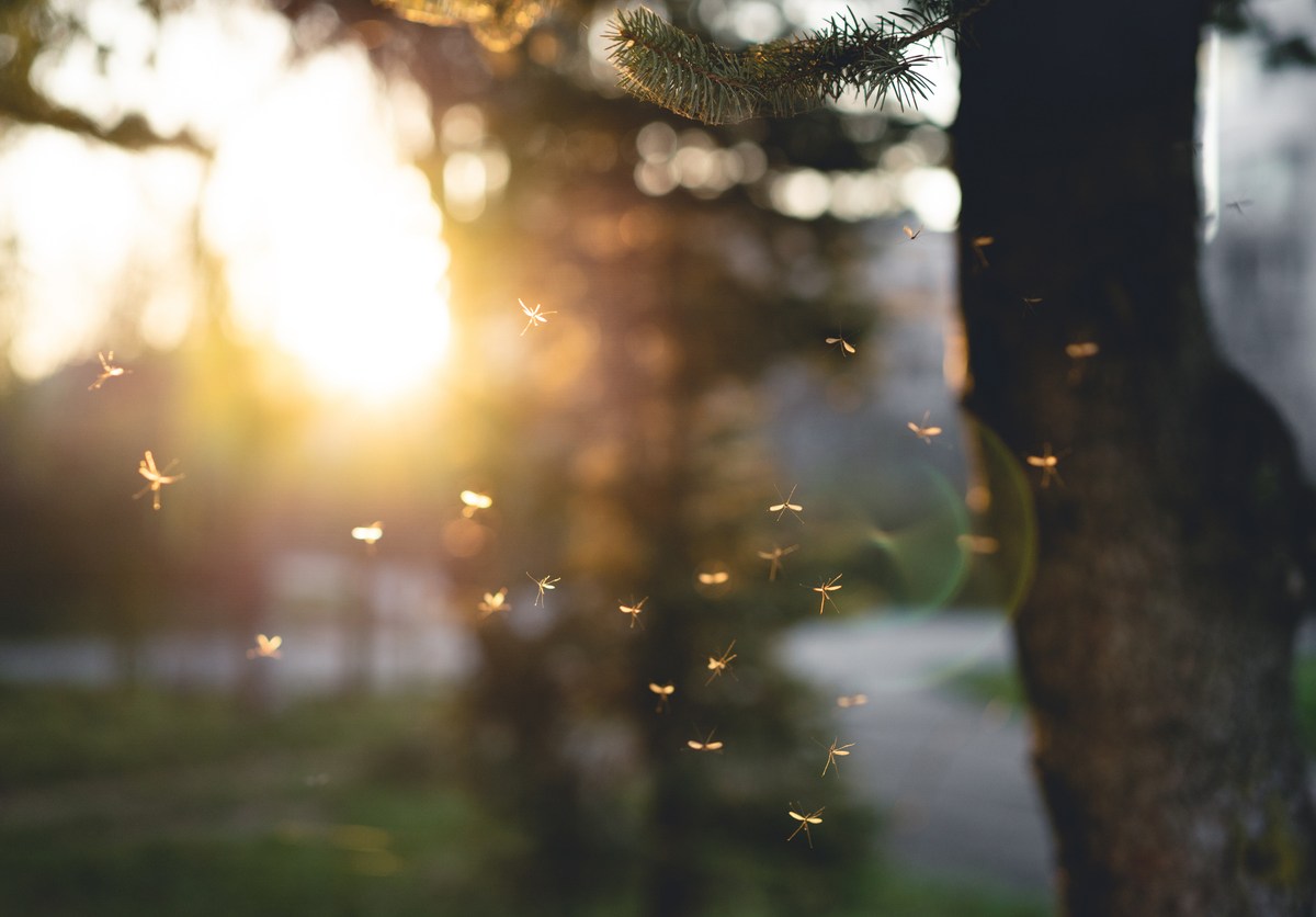 Many mosquitoes at sunset.