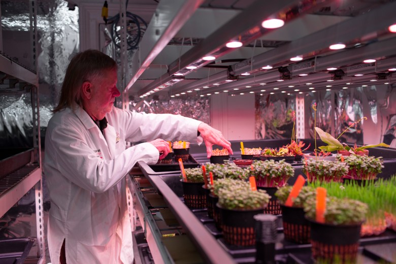 Man works on microgreens in greenhouse