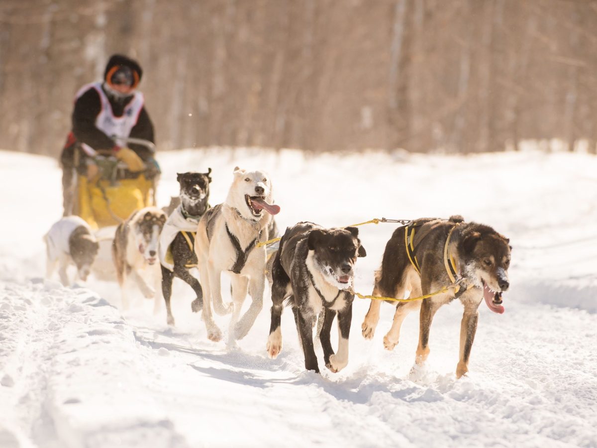 Someone dog racing in the snow.
