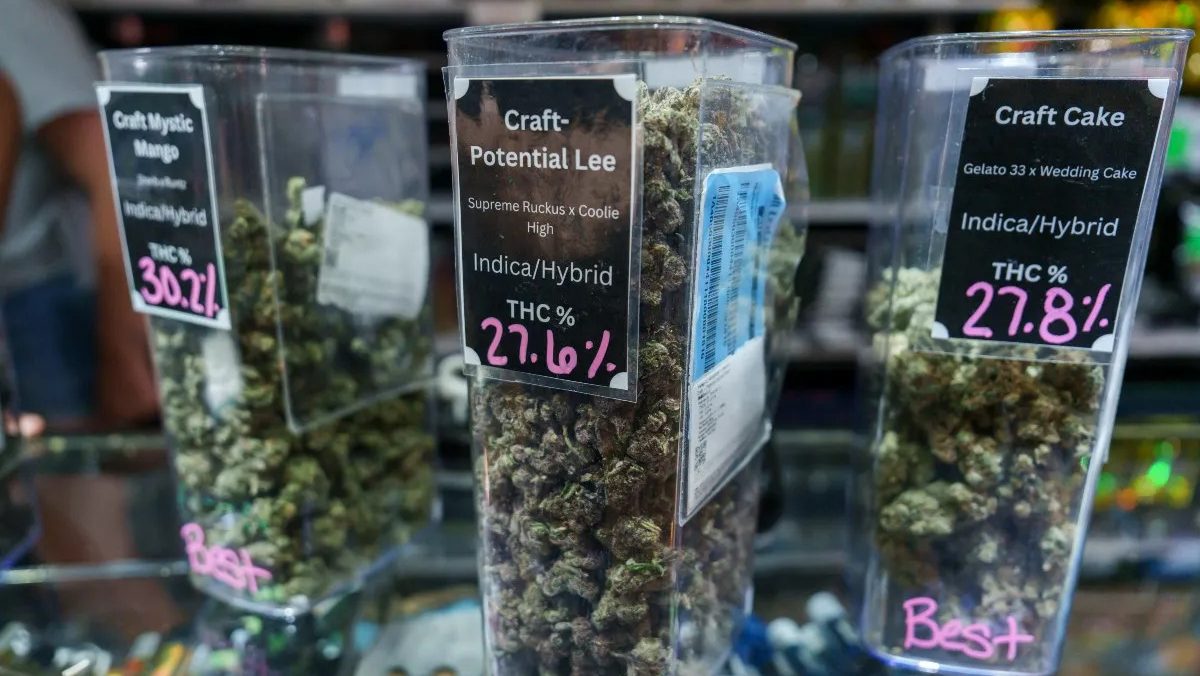 Marijuana flowers are seen in jars