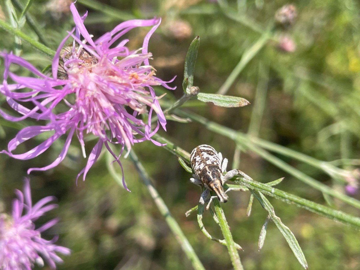 A beetle on the stem of a flower