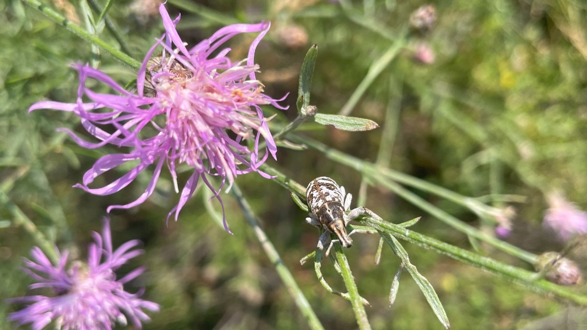 A beetle on the stem of a flower