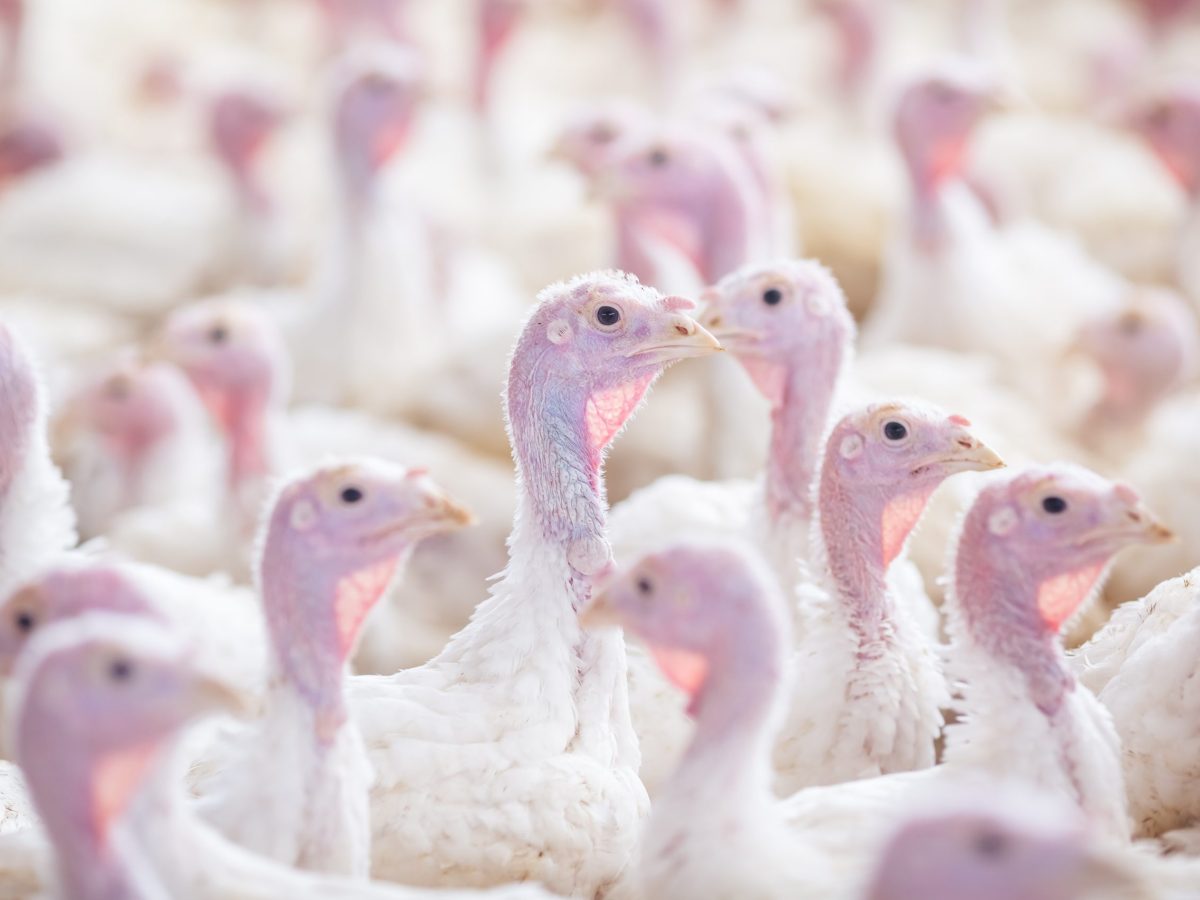Turkeys at a farm