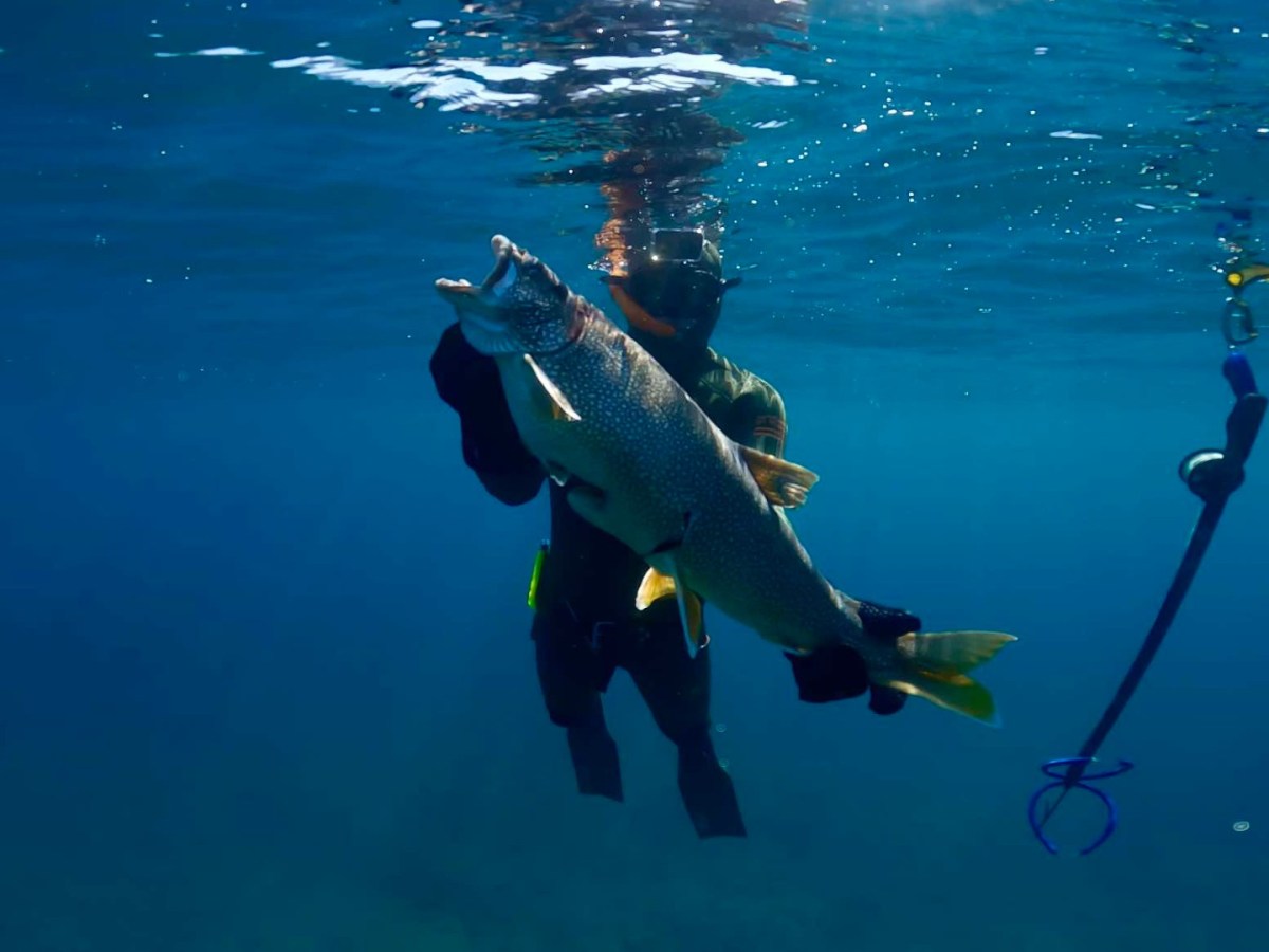 A spearfisher displays a kill underwater