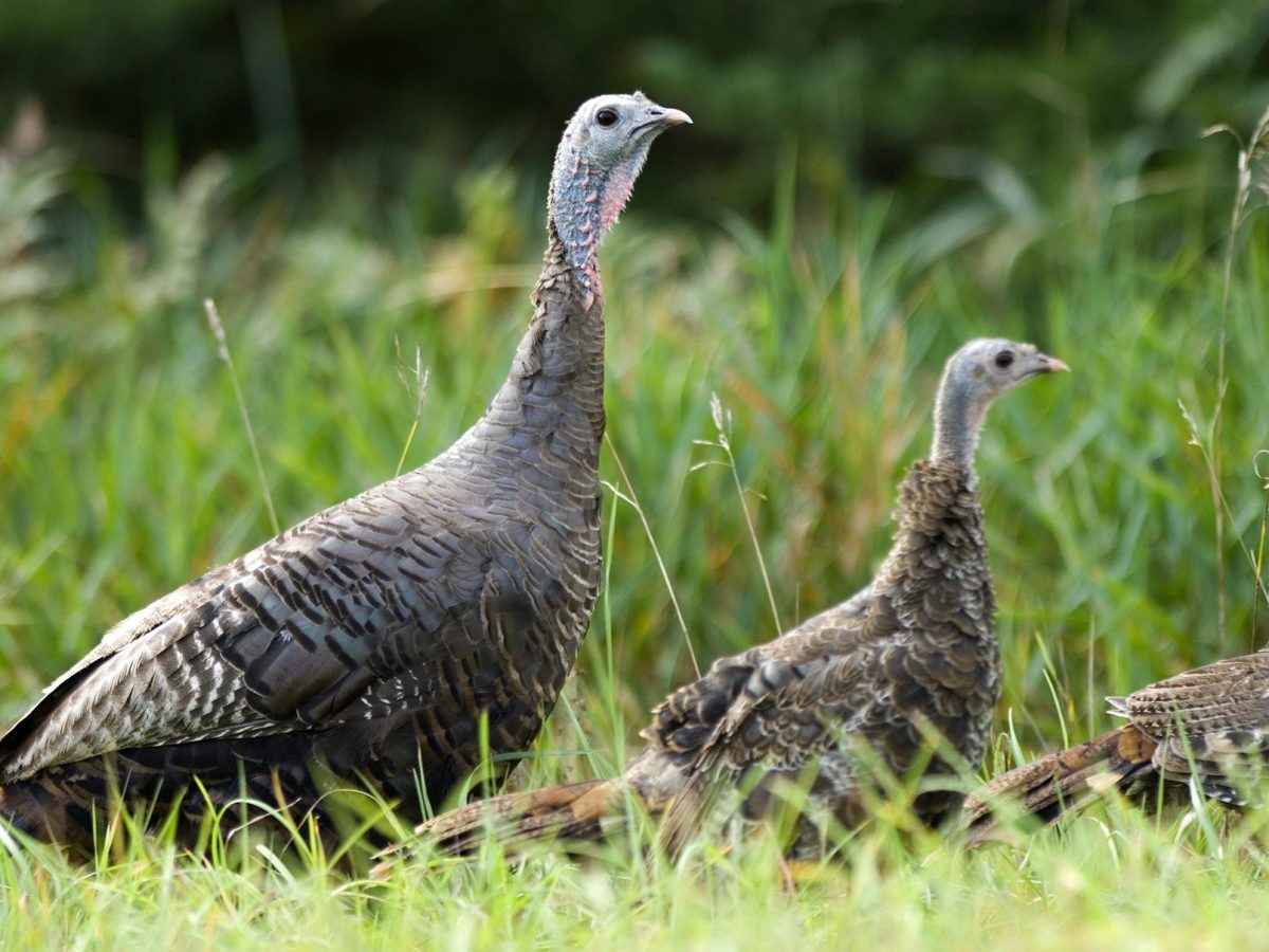 Wild turkeys walk in high grass