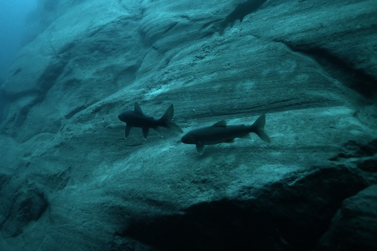 Fish swim by an underwater mountain