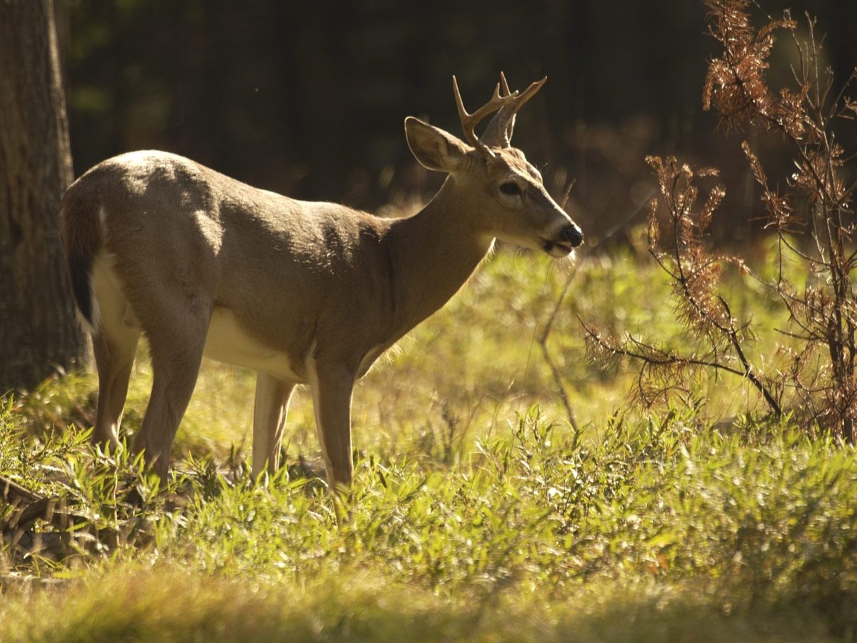 A white tailed deer