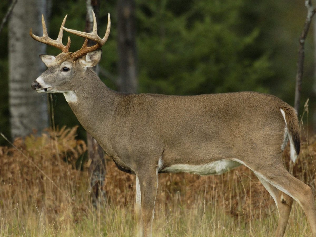 A whitetail deer is seen in the woods