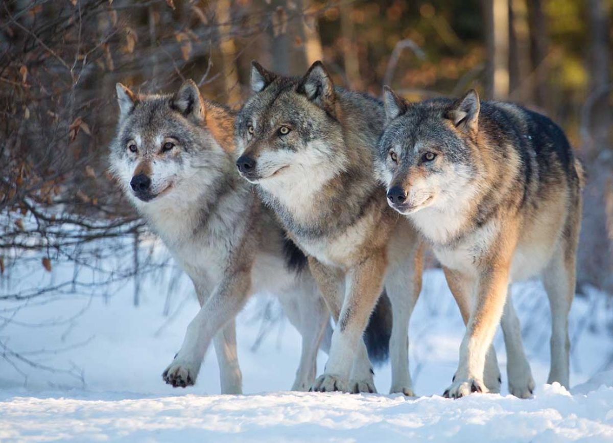 Three wolves walking in the snow.